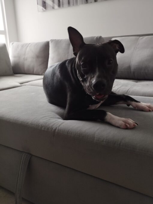 consejos de limpieza para hogares con mascotas